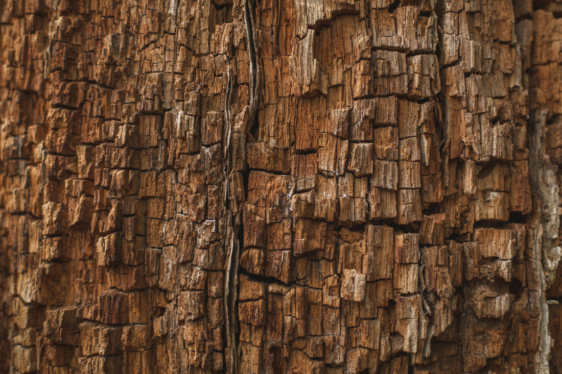 Vijaysar — The Tree Indian Families Swear By for Blood Sugar (And Why Science Is Finally Catching Up)