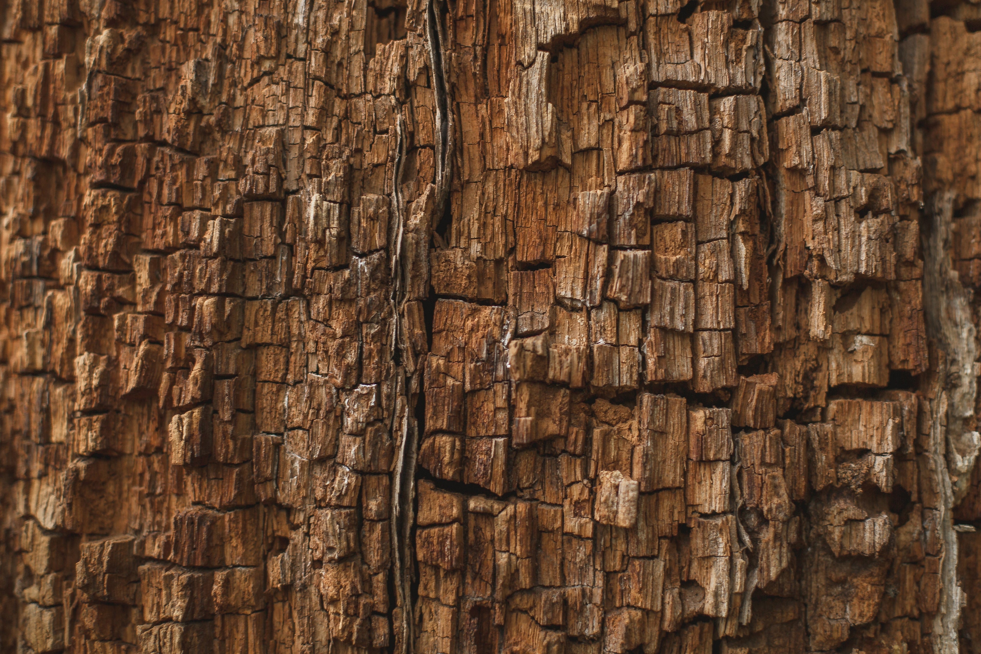 Vijaysar — The Tree Indian Families Swear By for Blood Sugar (And Why Science Is Finally Catching Up)